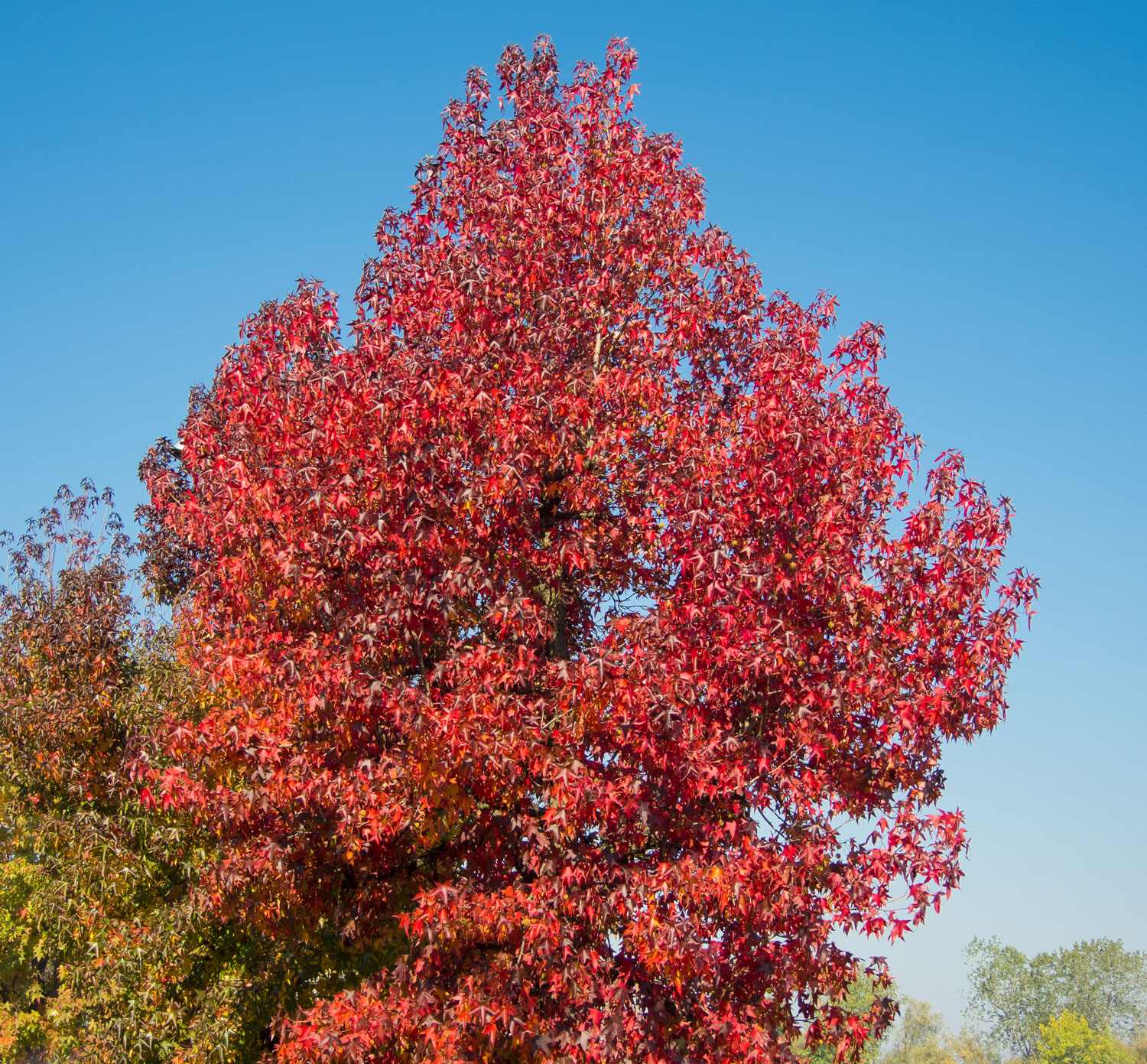 Ein Traum im Herbst: der Amberbaum