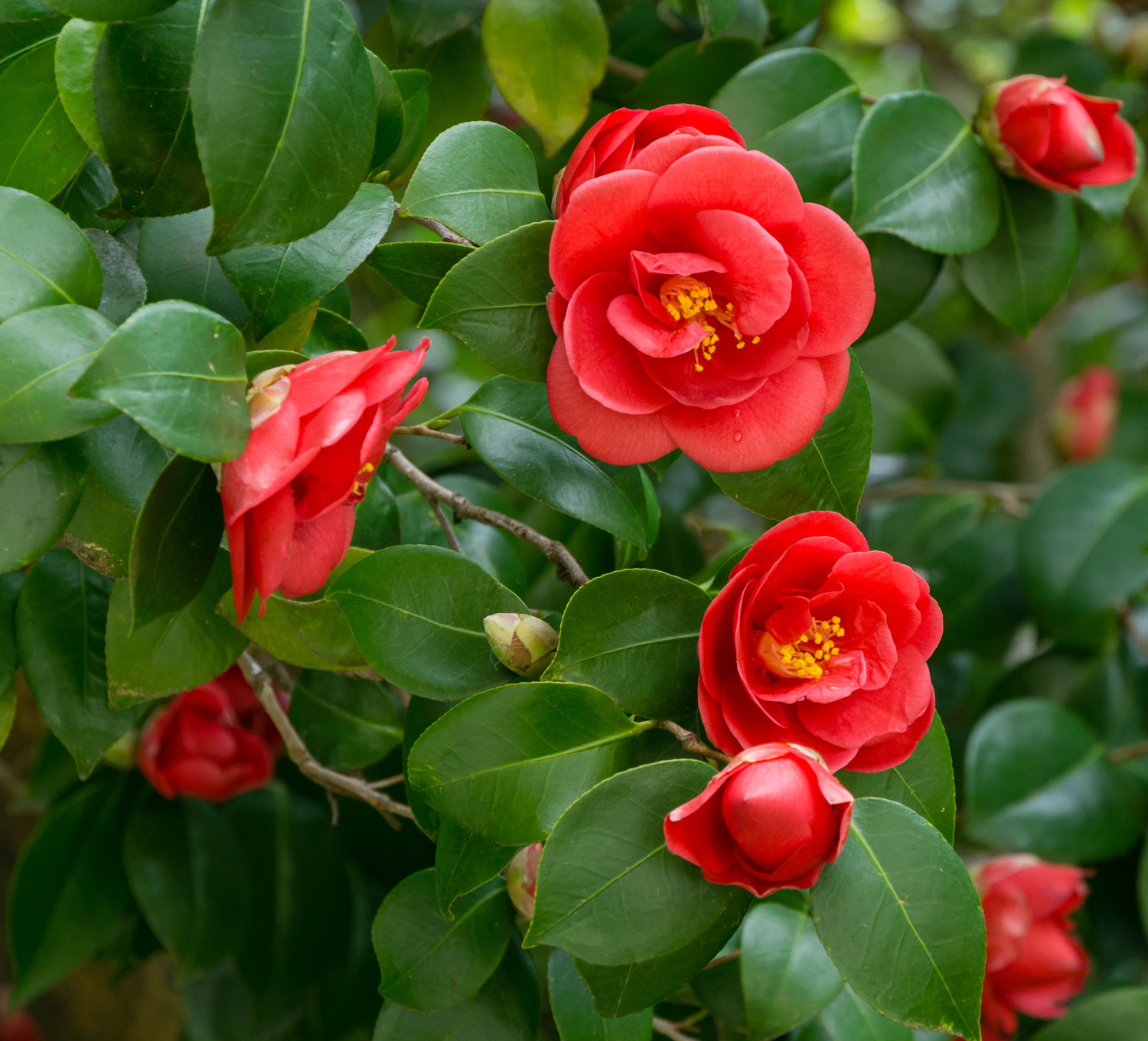 winterbluehende camellia